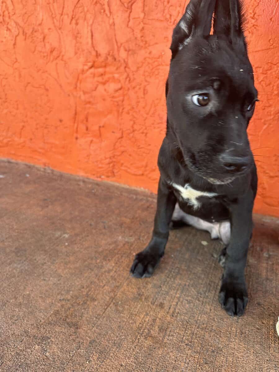 Cane corso puppies image 1