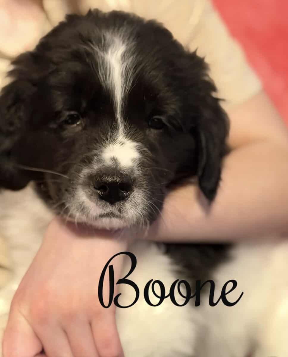 Newfoundland Puppies | Upstate Newyork image 8