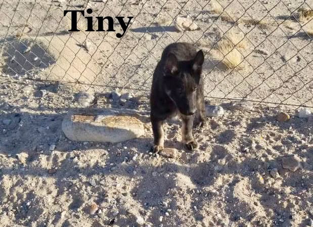 Black Mixed German Shepherd image 1