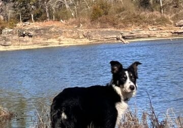 Female border collie mix 8 months old Free