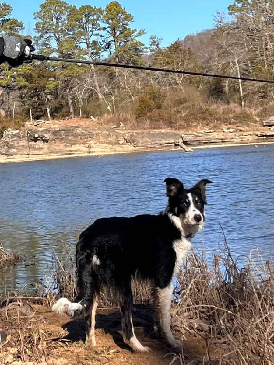 Female border collie mix 8 months old Free image 1