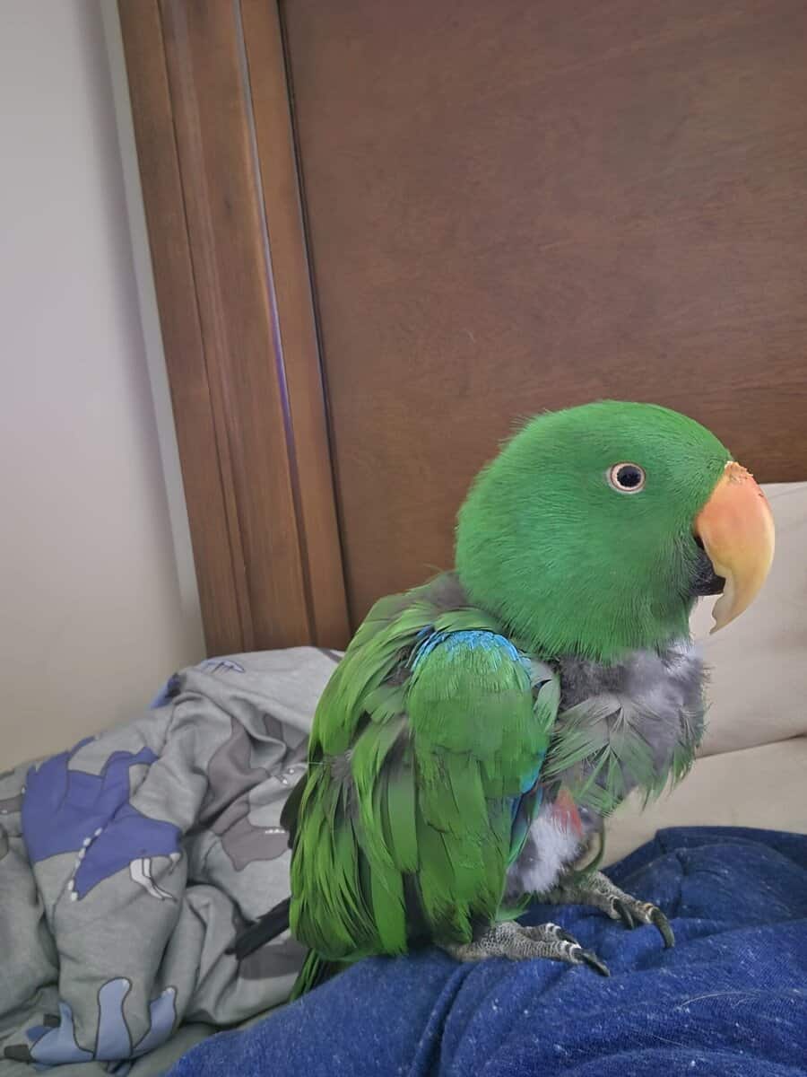 Eclectus parrot male/ rehoming image 3