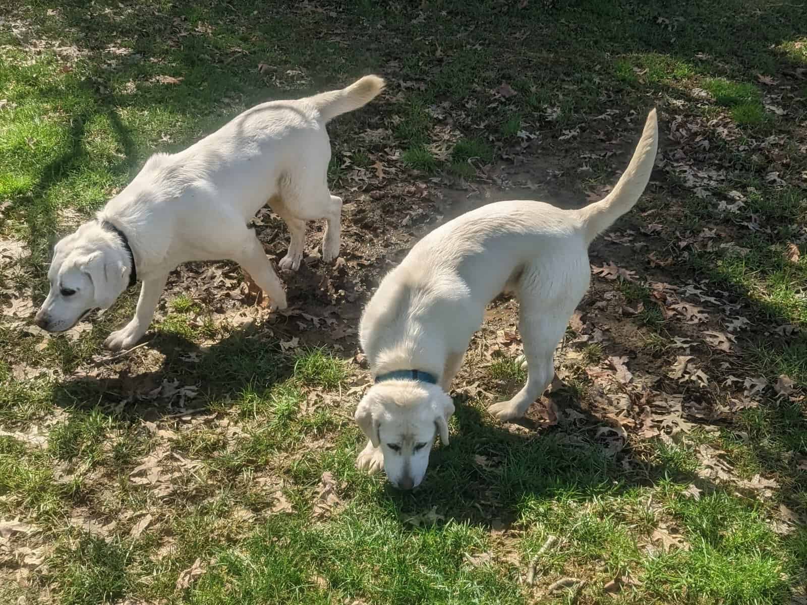 AKC White Labs 2 Avail, 4 Yrs Old, Breeding Rights image 3