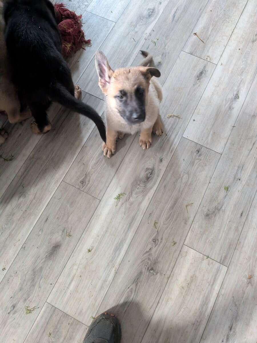 Belgium German shepherd puppies image 3