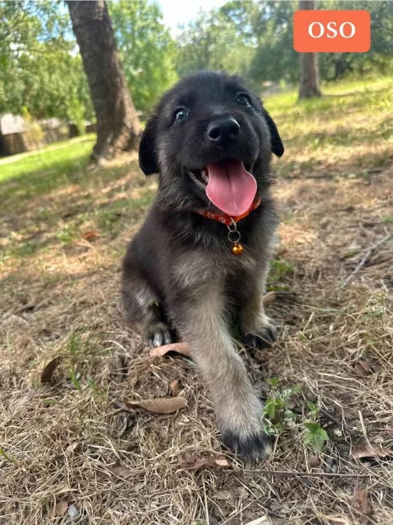6 month German Shepherd puppy image 4