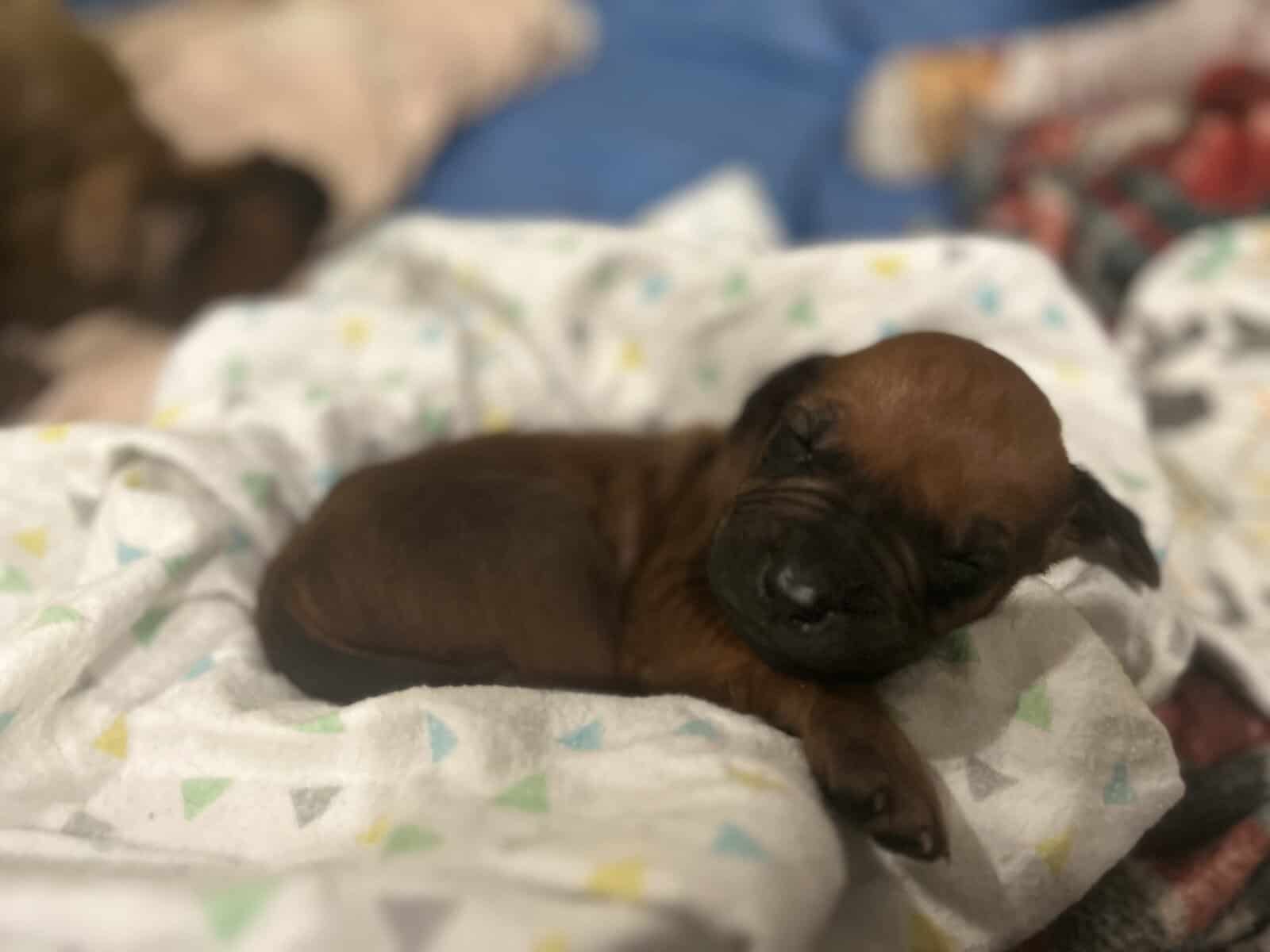 Rhodesian Ridgeback Puppies image 15