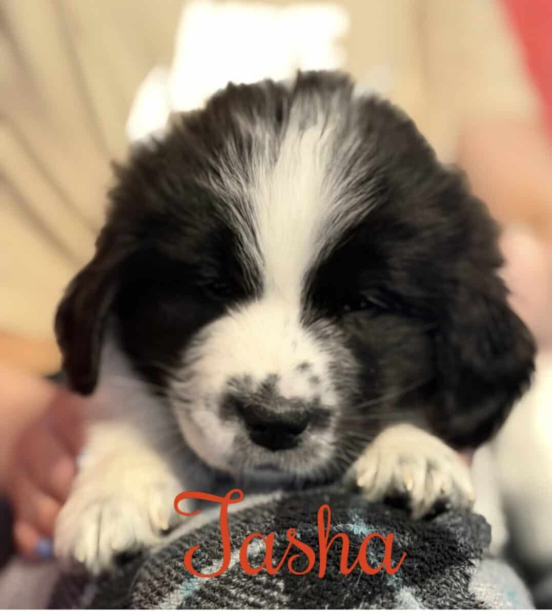 Newfoundland Puppies | Upstate Newyork image 11