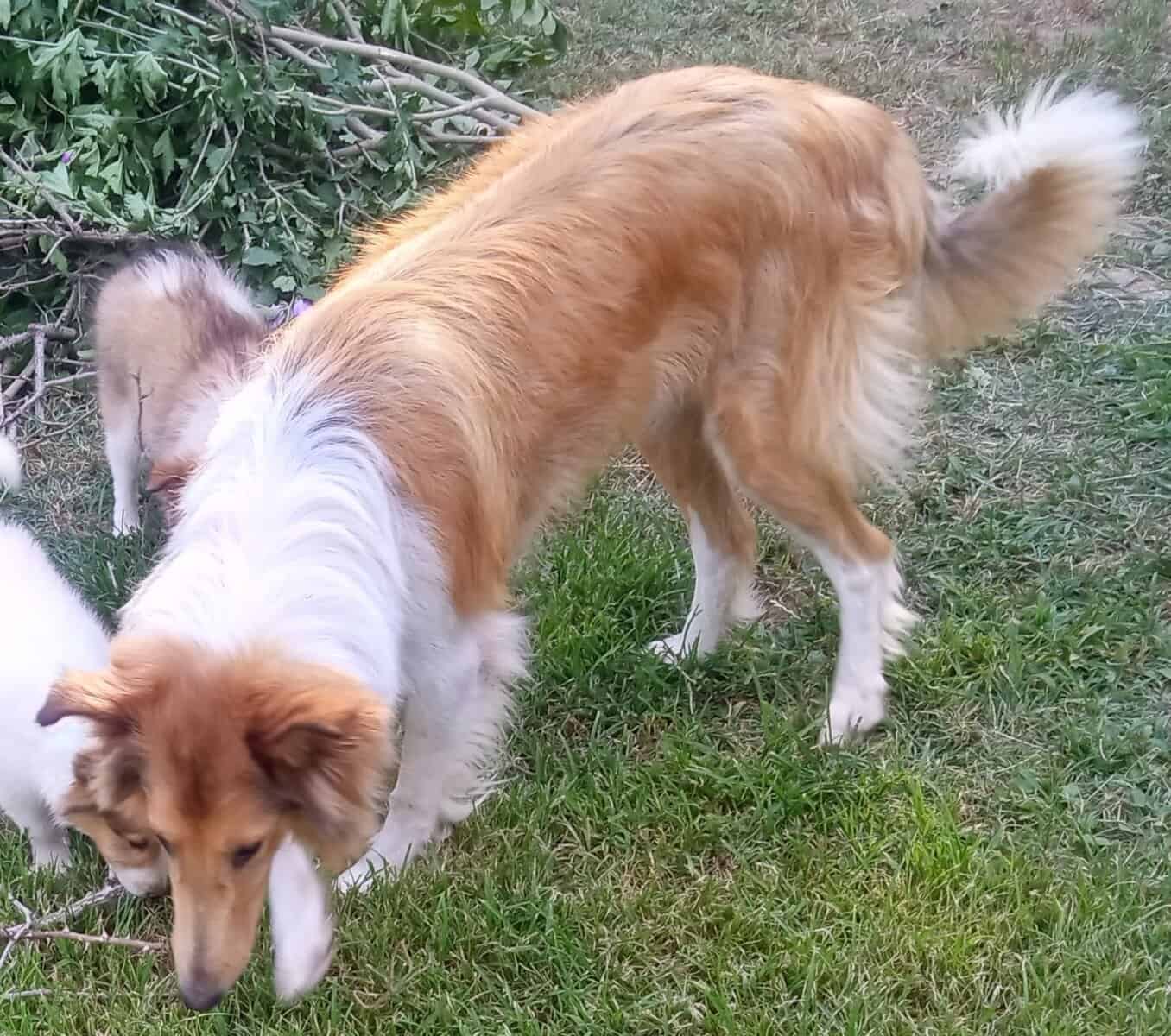 Beautiful Collie (Rough) Puppies image 8