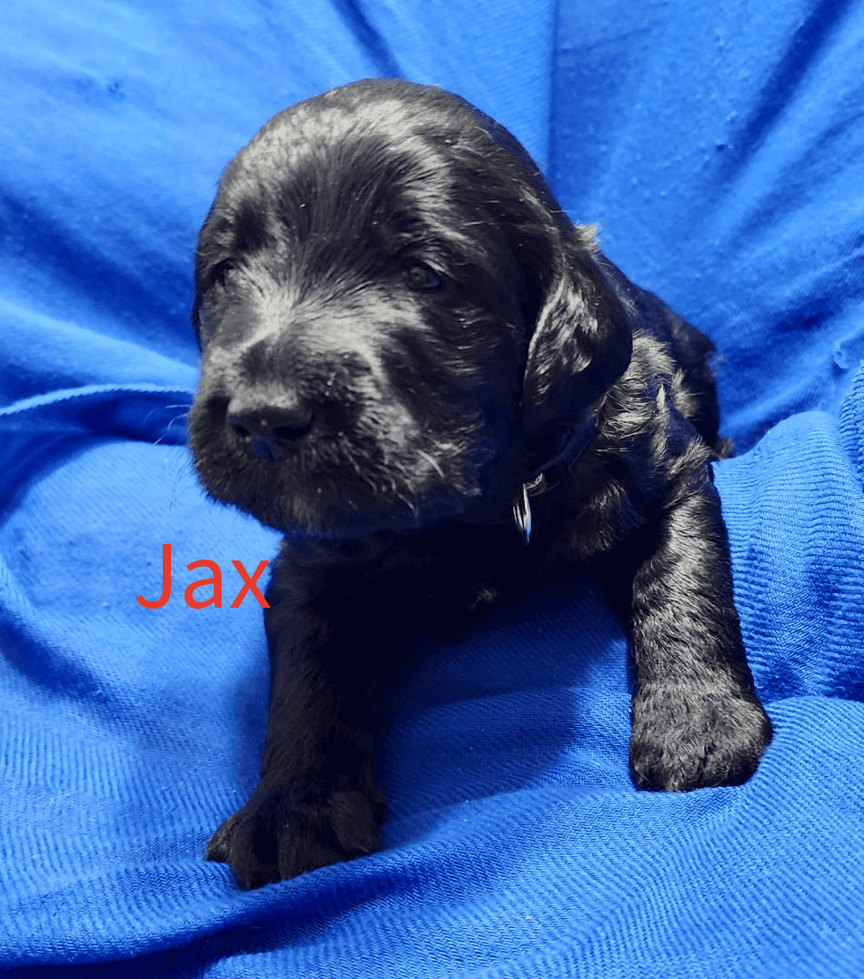 Labradoodle! image 12