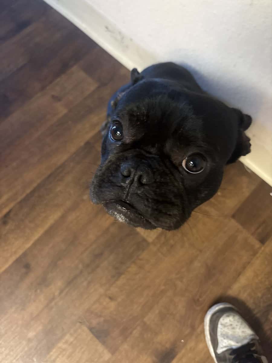 Purebred French Bulldog (With Papers) – 1½ Years O image 4