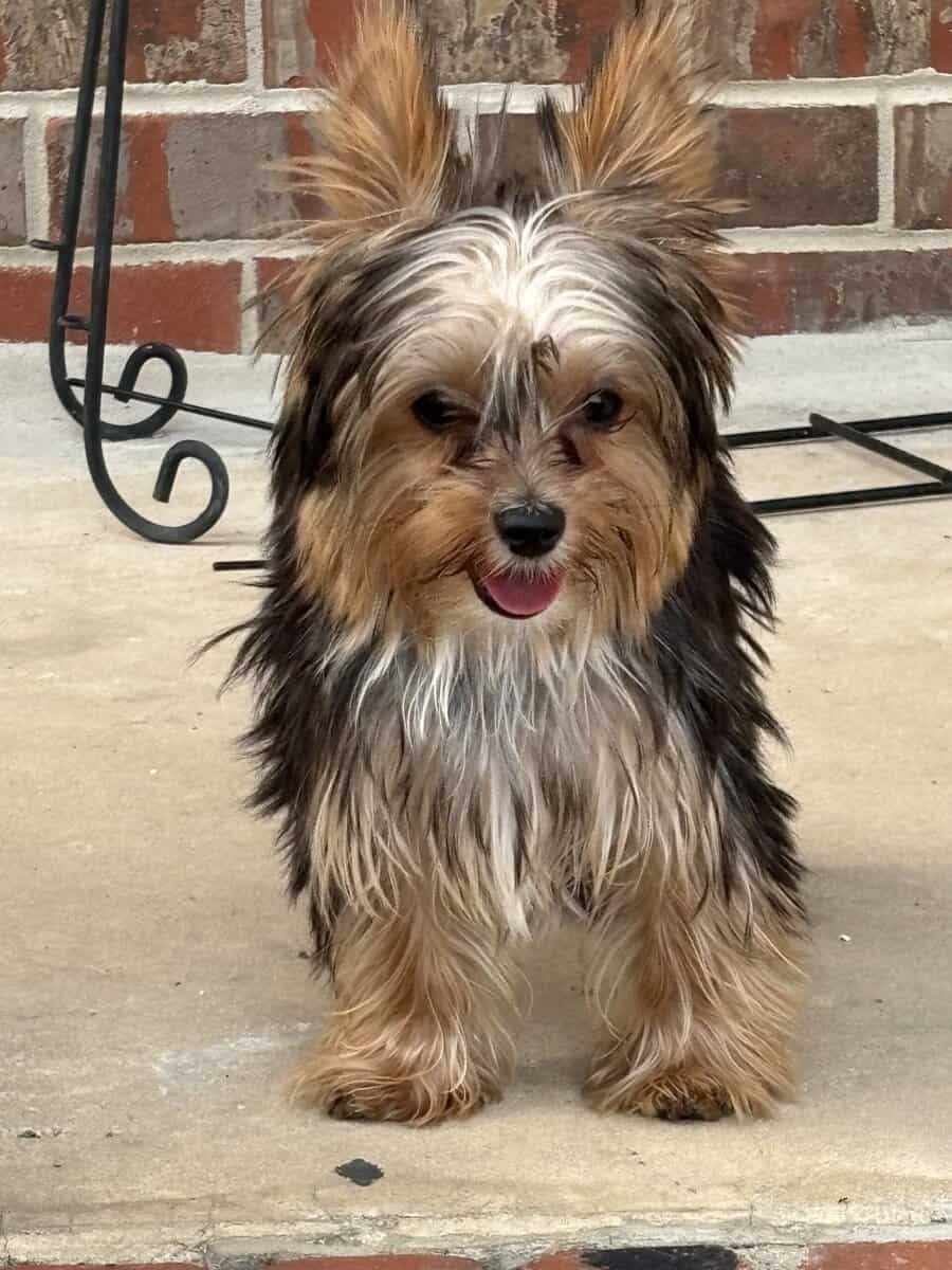 Yorkies yorkies!!!! image 20