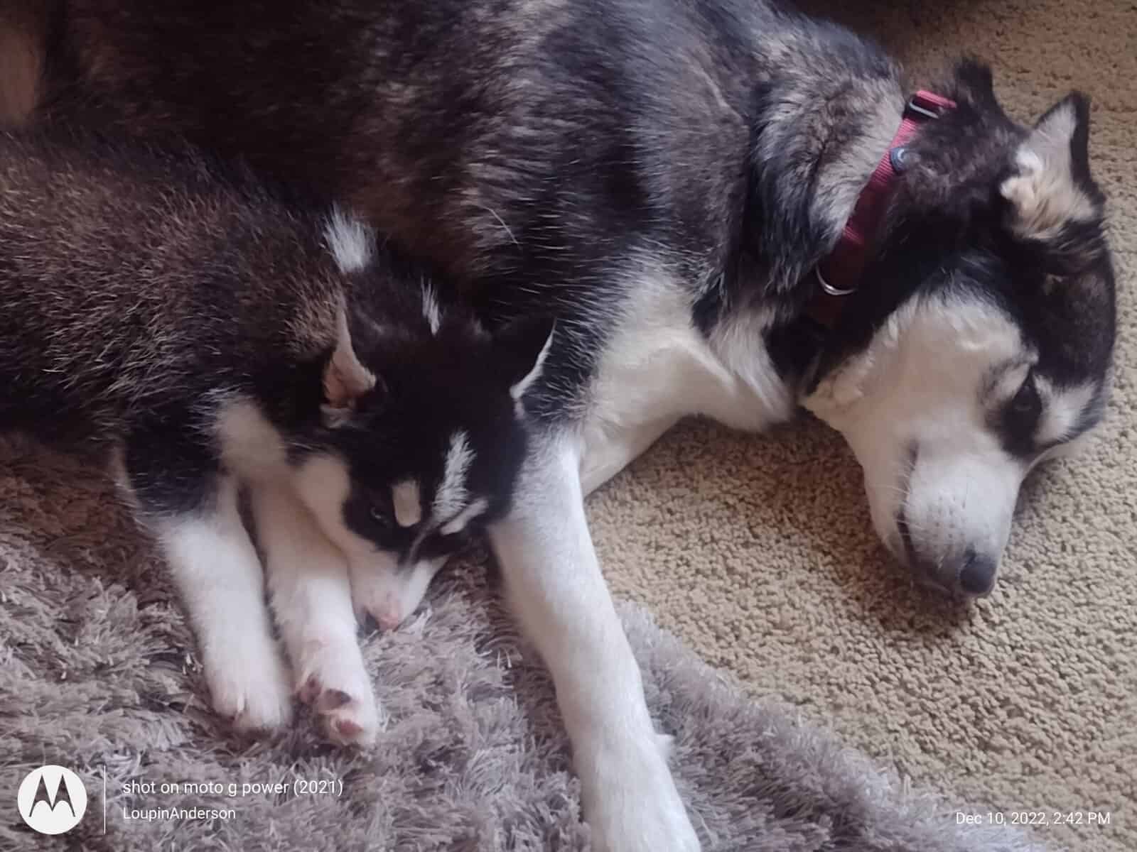 Siberian Husky image 2