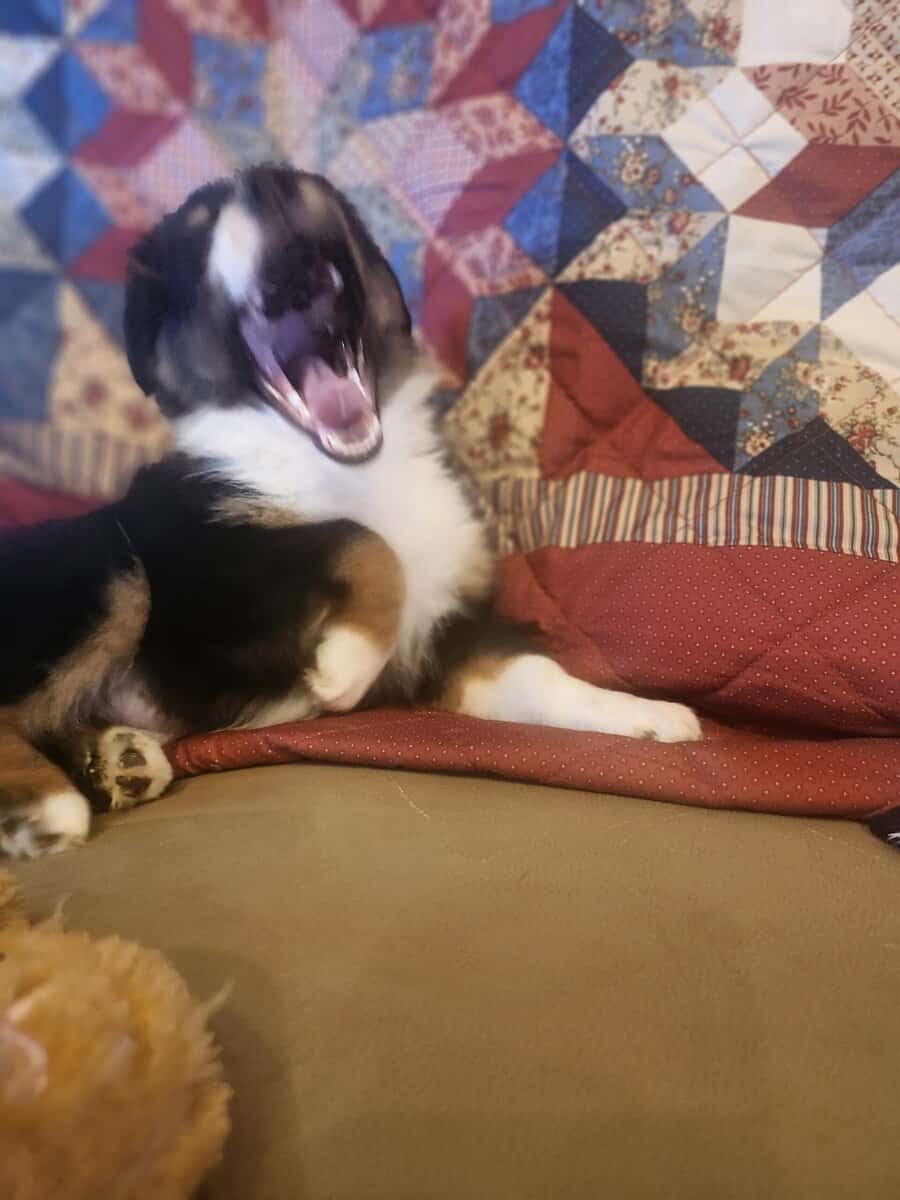 Miniature Australian Shepherd girl image 2