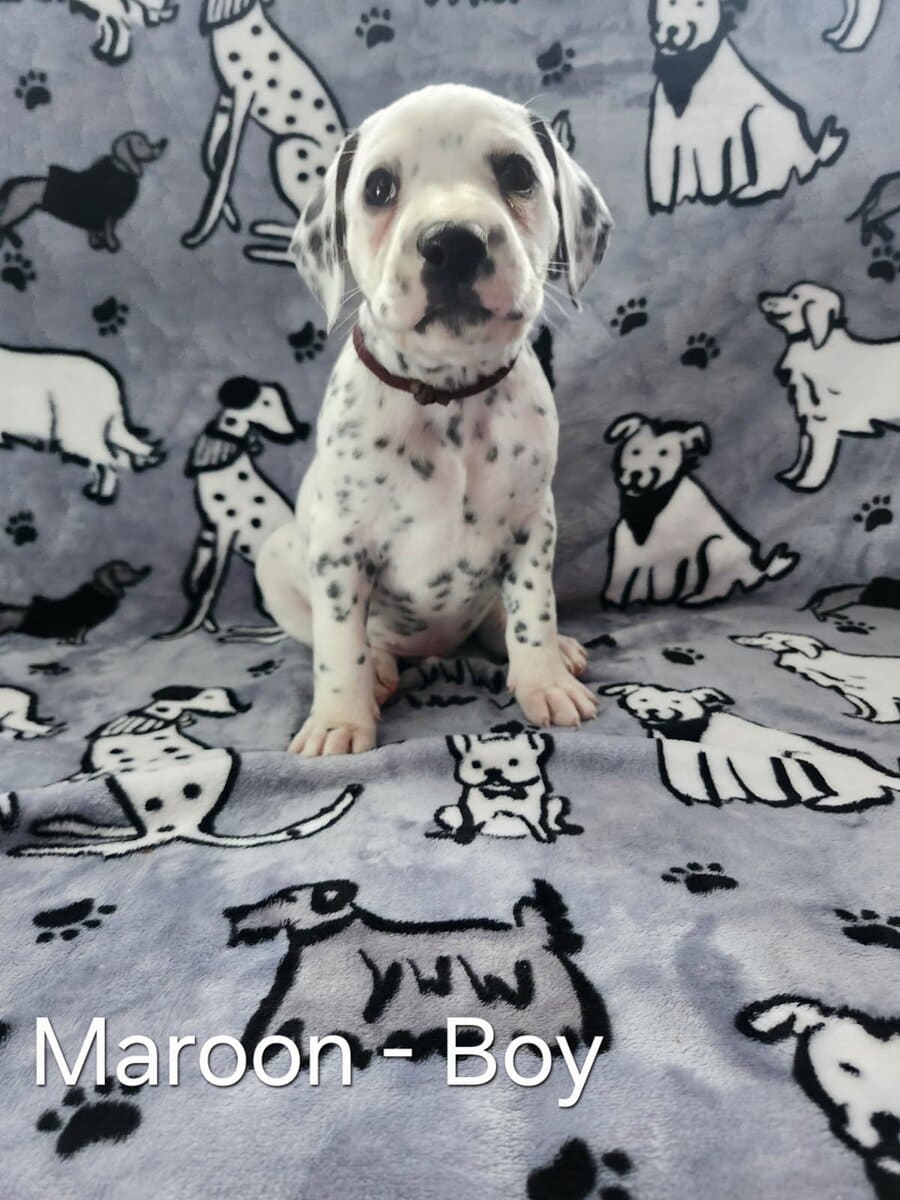 Dalmatian Puppies image 2