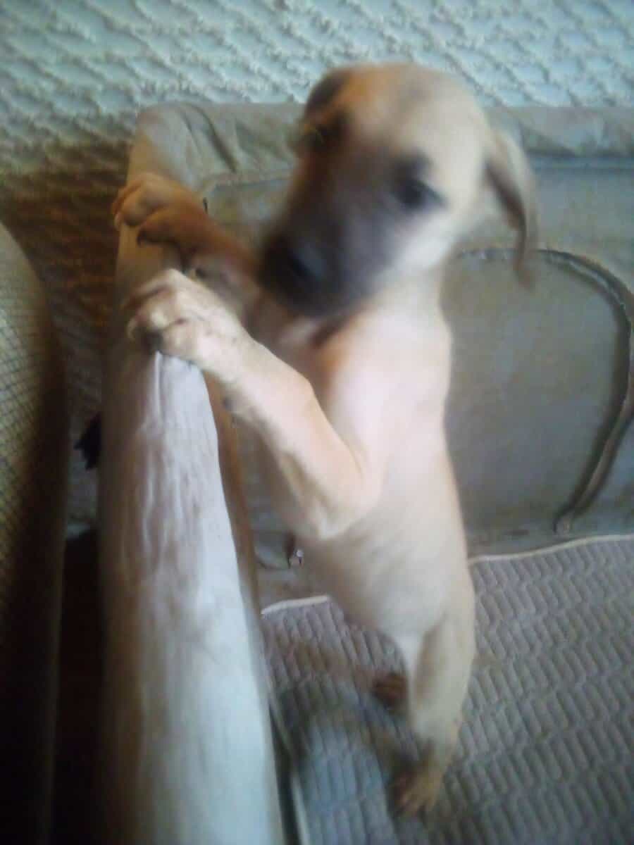Great Dane puppies Saloon image 8