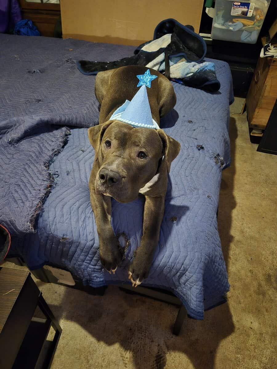 Pitbull to a loving home! image 4