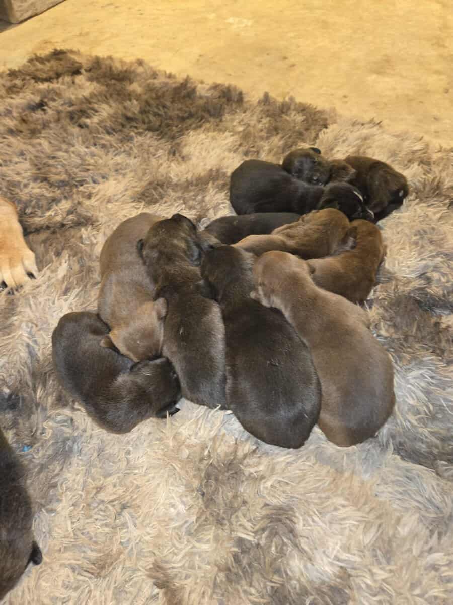 Cane corso image 4