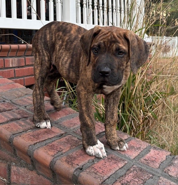 Cane Corso Puppies image 1