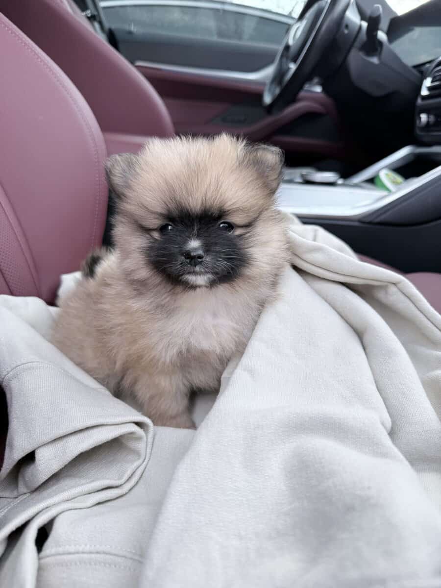 Rehome a puppy purebred Pomeranian image 1