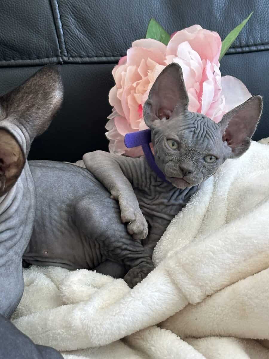 Sphynx image 5