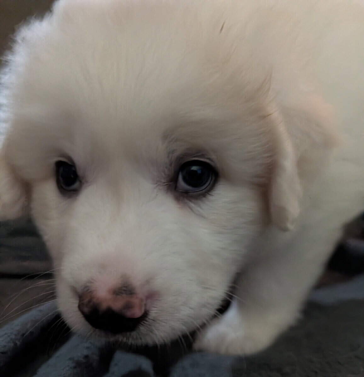 Great Pyrenees Puppies For Sale image 2