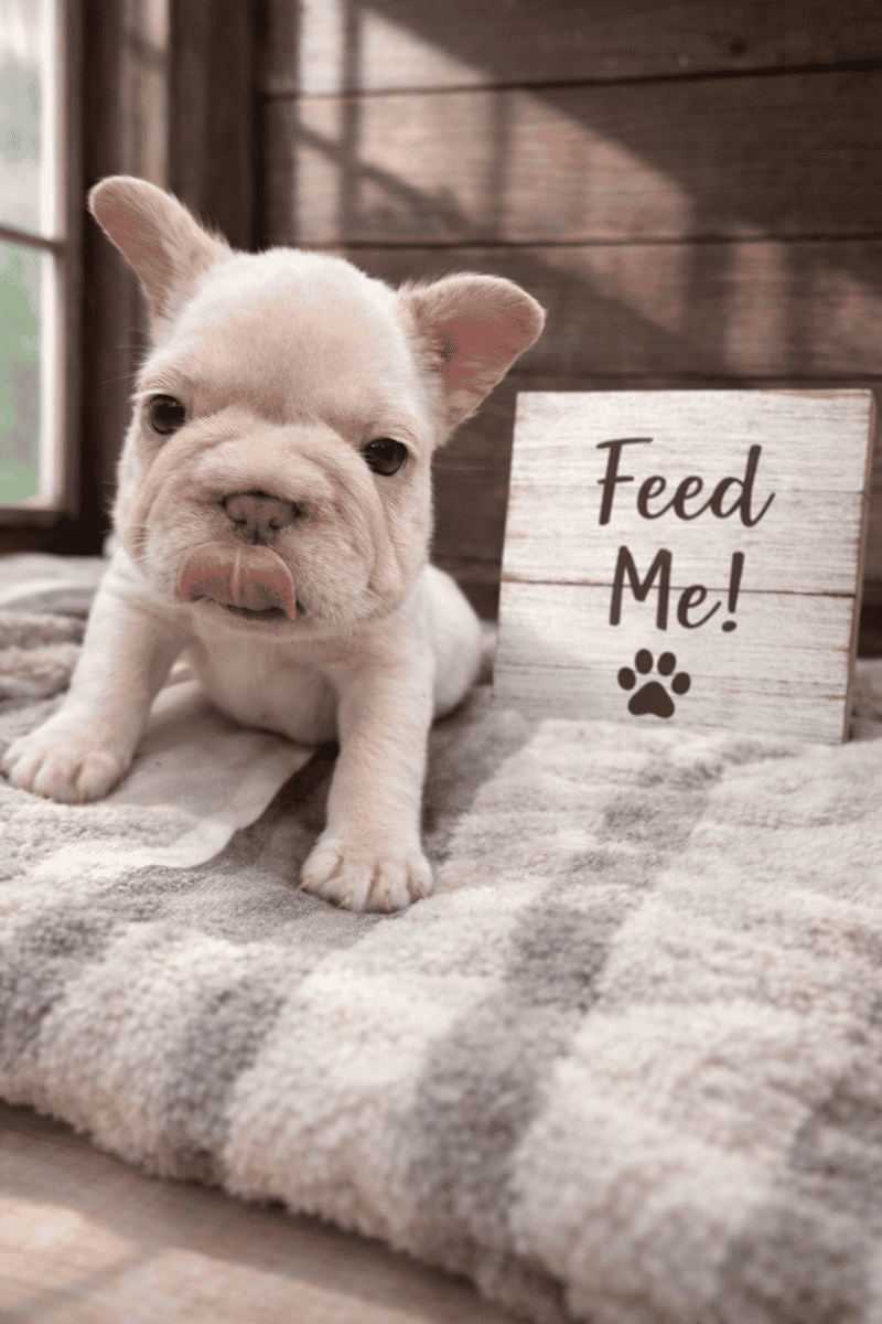Female Big Rope French Bulldog image 2