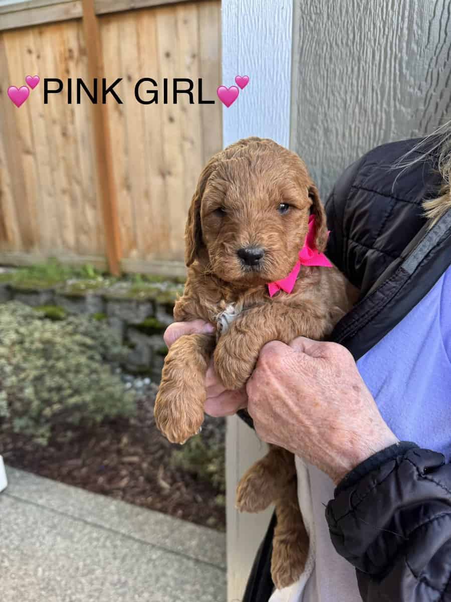 Min golden doodle puppies image 7