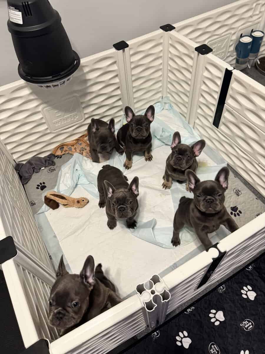 French bulldog AKC puppies image 12