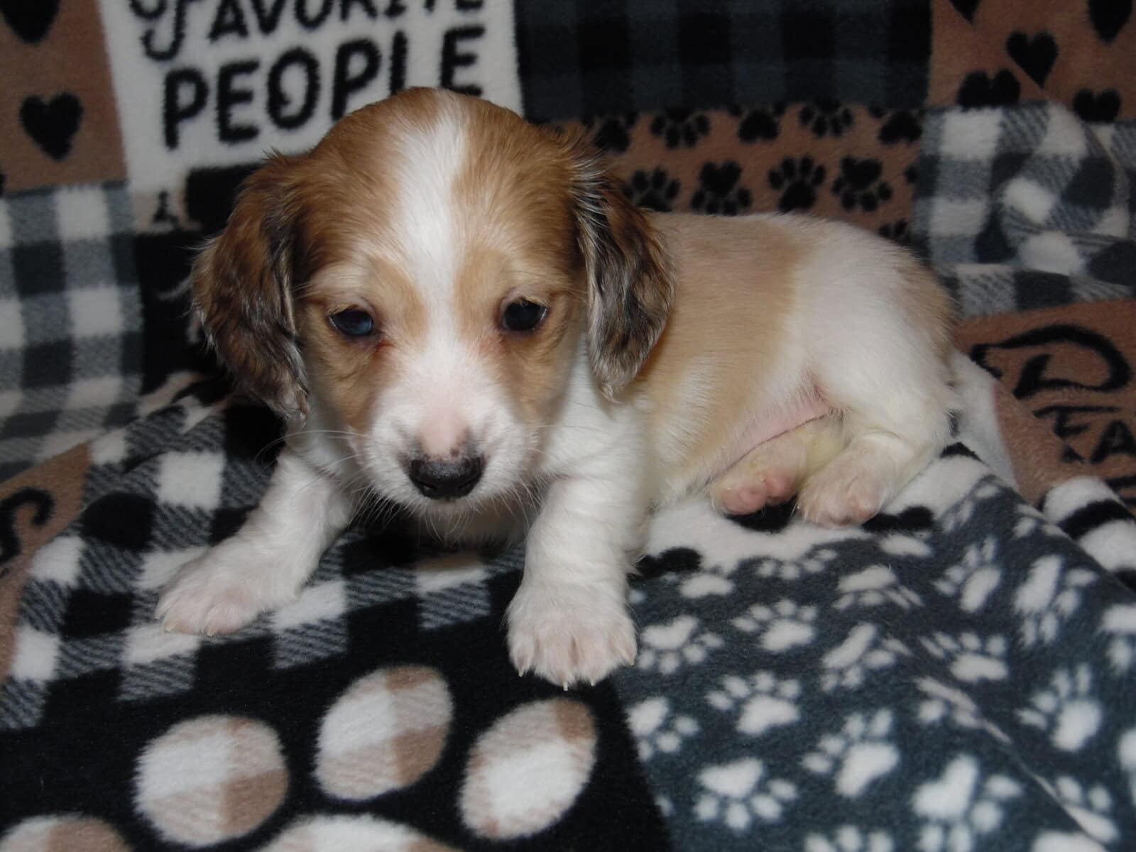 Dachshund Mini AKC English Cream Piebald Dapple image 4