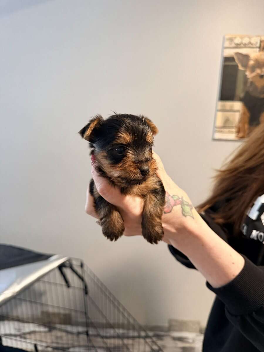 Beautiful AKC babys boys image 1