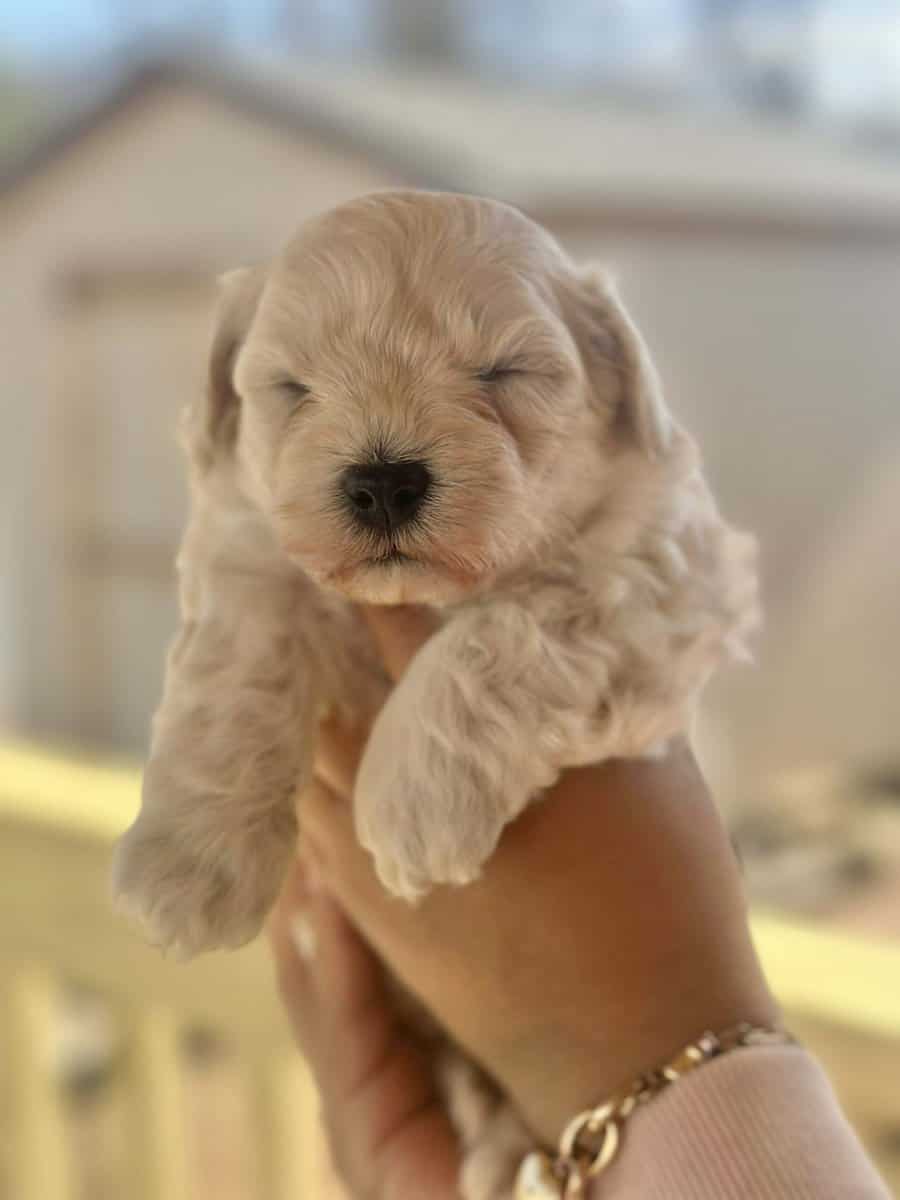 Maltipoo Puppies image 3