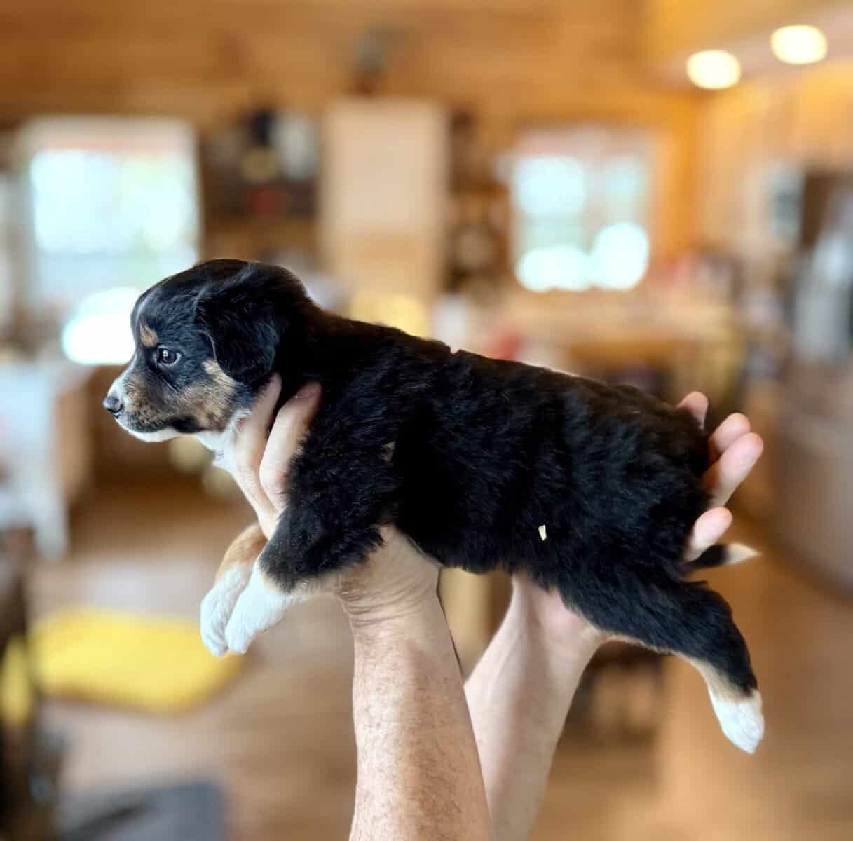 Purebred Australian Shepherd Puppy image 9