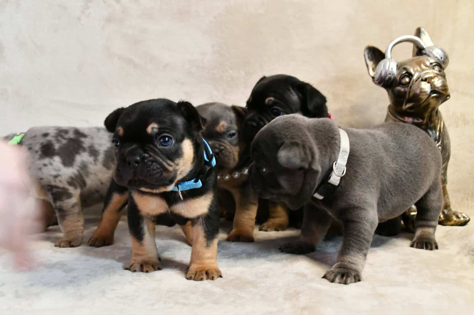Litter of 6 for Sell - French Bulldogs image 12
