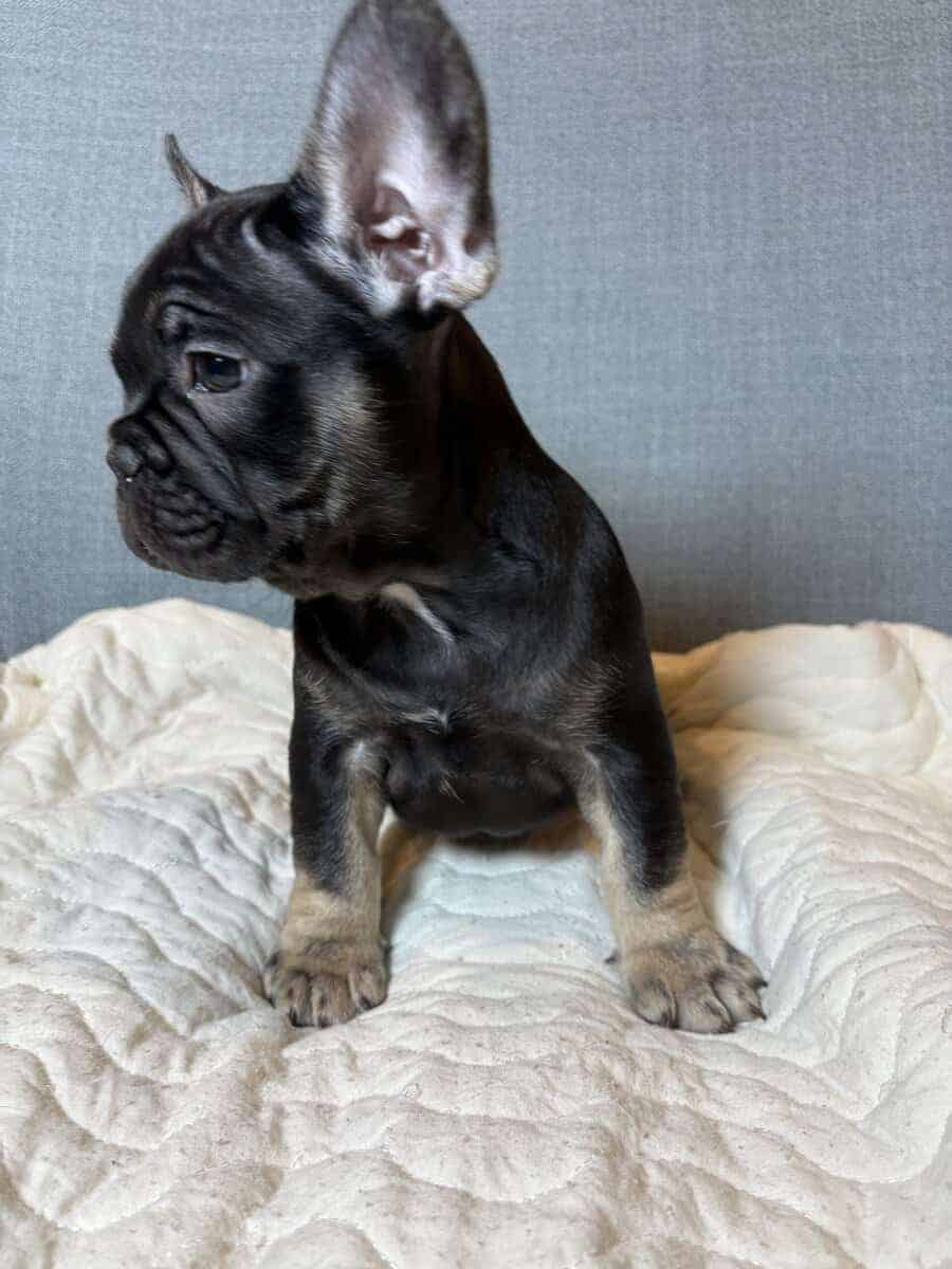Black tri frenchie image 4