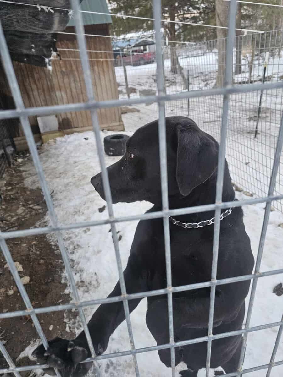 Labrador and Pit mix puppies desperate for homes image 19