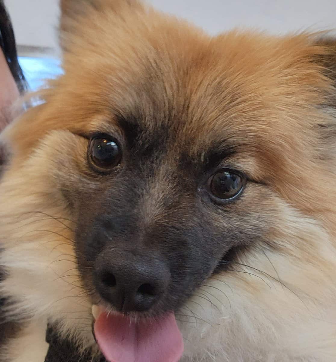 Pomeranian for sale. Purebred and well behaved. image 2