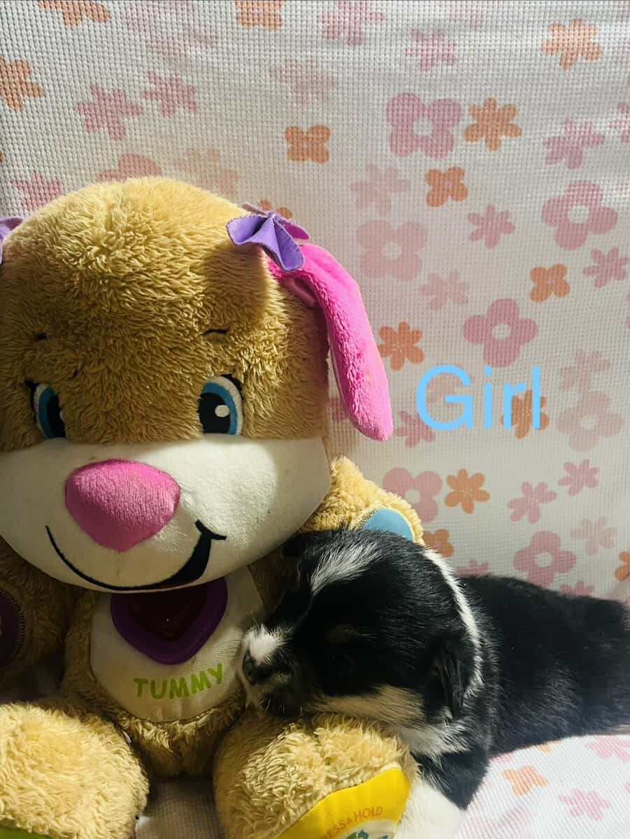 Corgi puppies image 3