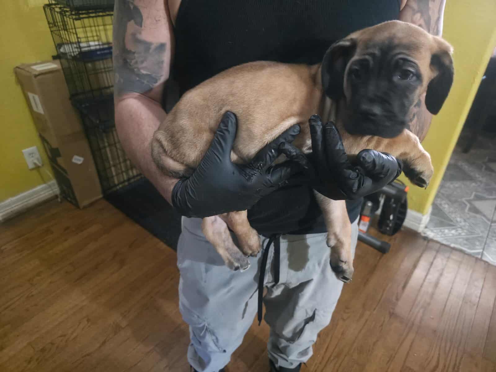 8 week cane corsos image 1