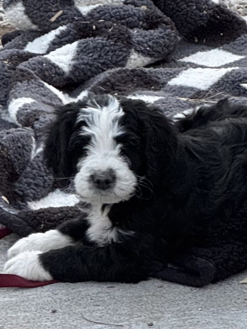 Bernedoodle Puppies image 7
