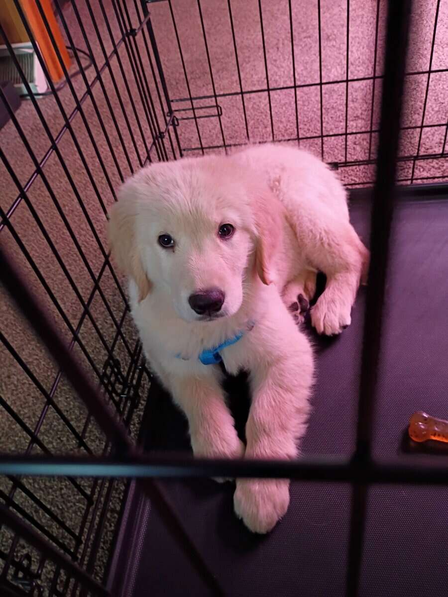 Golden Retriever for sale image 5