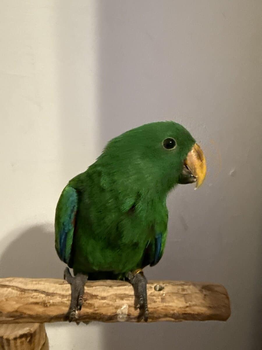 Caique , Eclectus And Sun Conures image 9