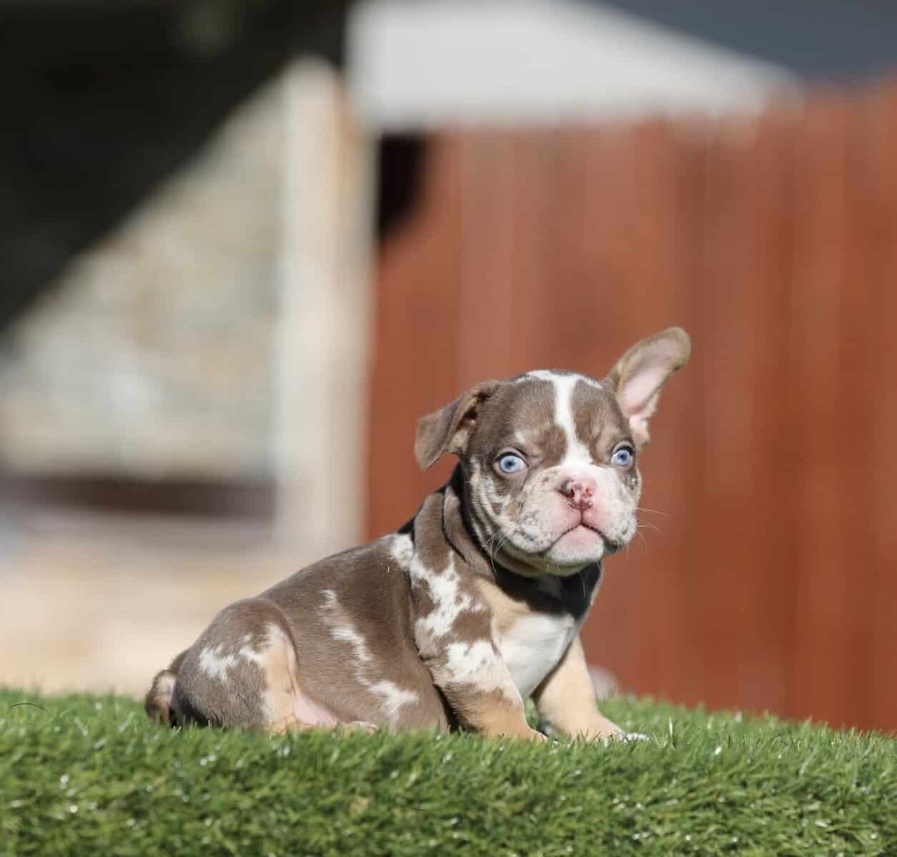 American Bully image 5