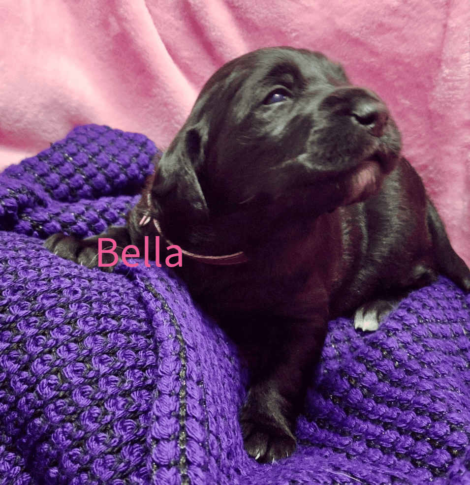 Labradoodle! image 9