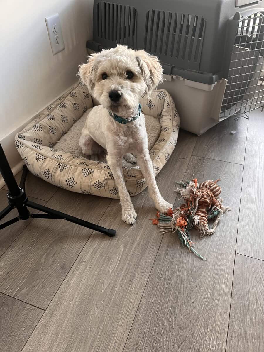 Rehoming Charlie - schnauzer poodle image 3