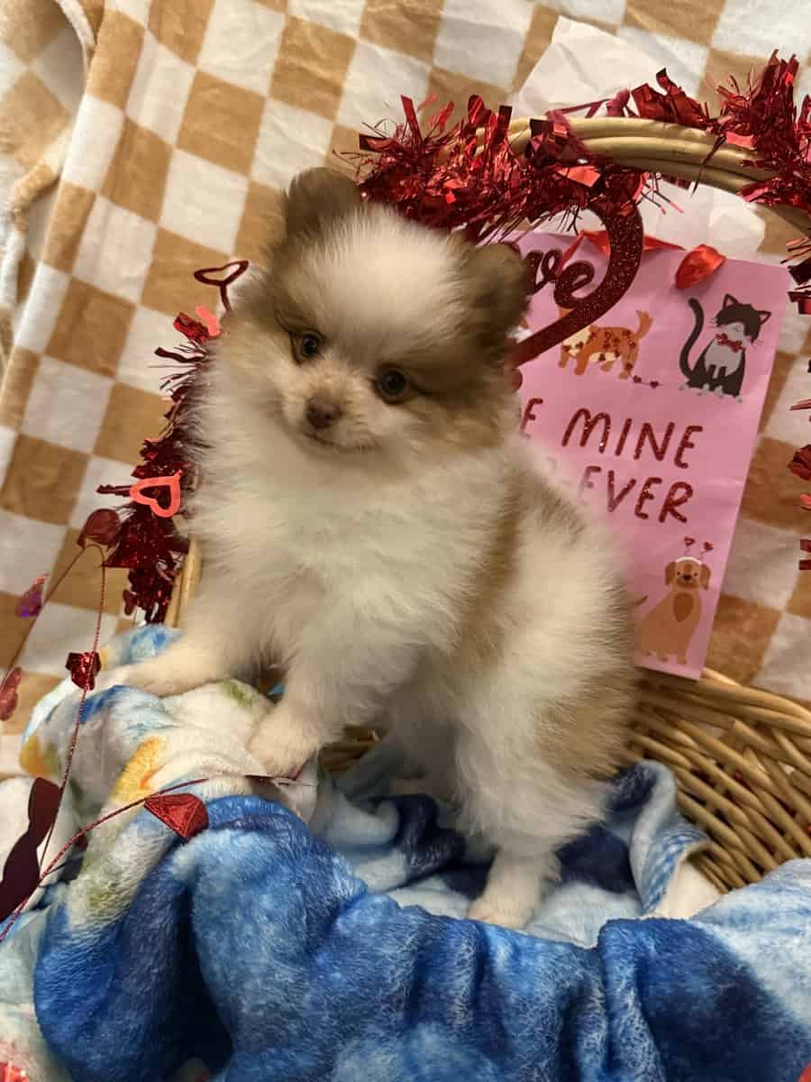 AKC Pomeranian image 1