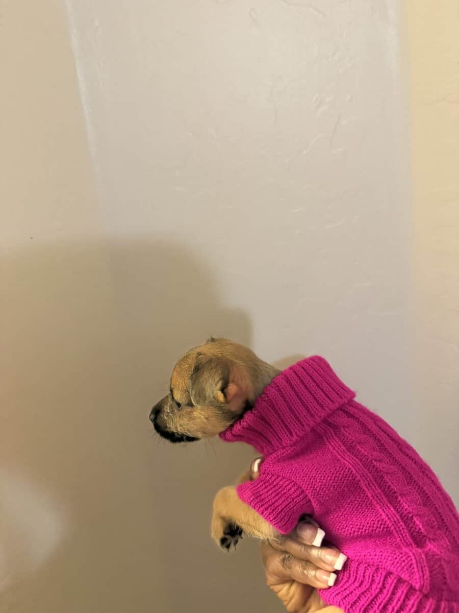 Lola Falona puppies image 1