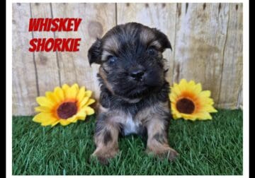 Whiskey Male Shorkie