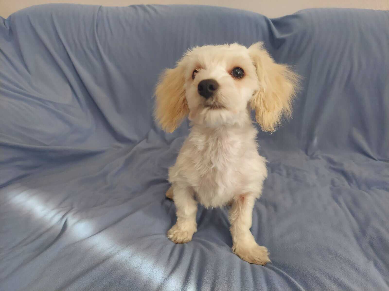 Monty is in-home raised in Michigan, non-shedding image 4