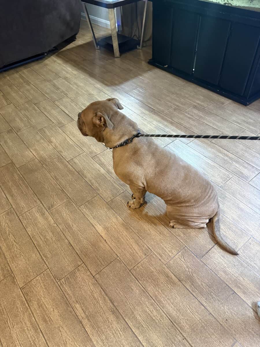 American Bull Dog image 4