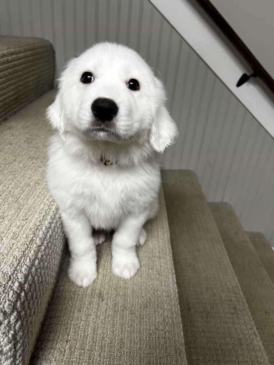 Great Pyrenees puppies image 5